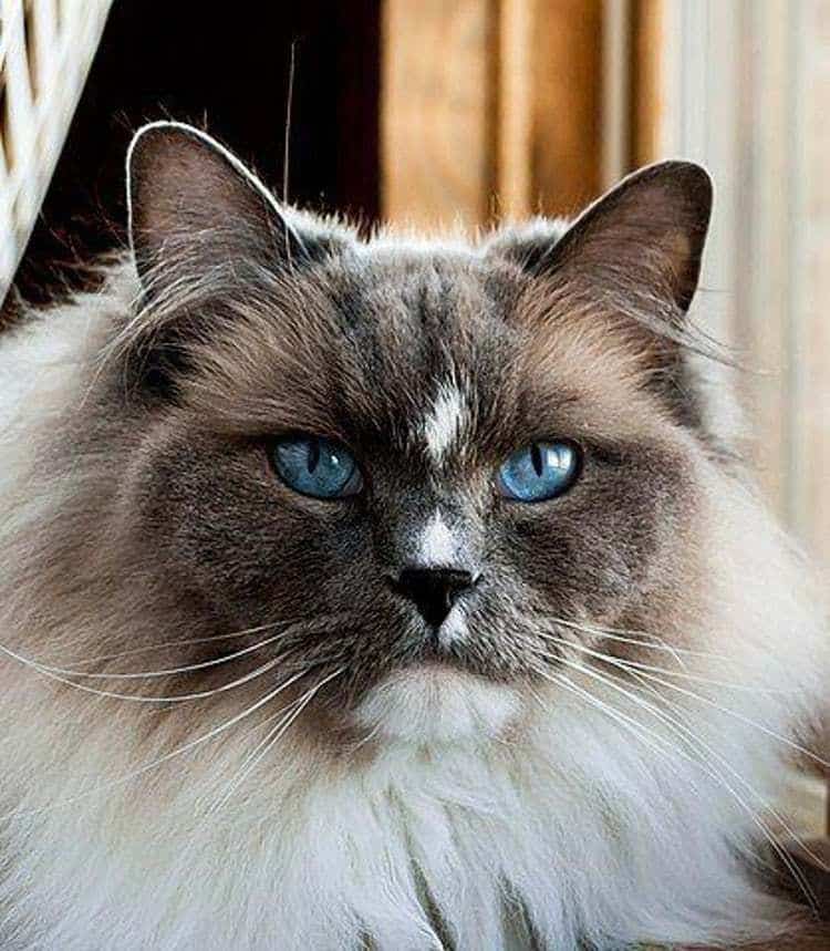 Long Haired Cat Breeds List / Longhaired Cat Breeds Purina