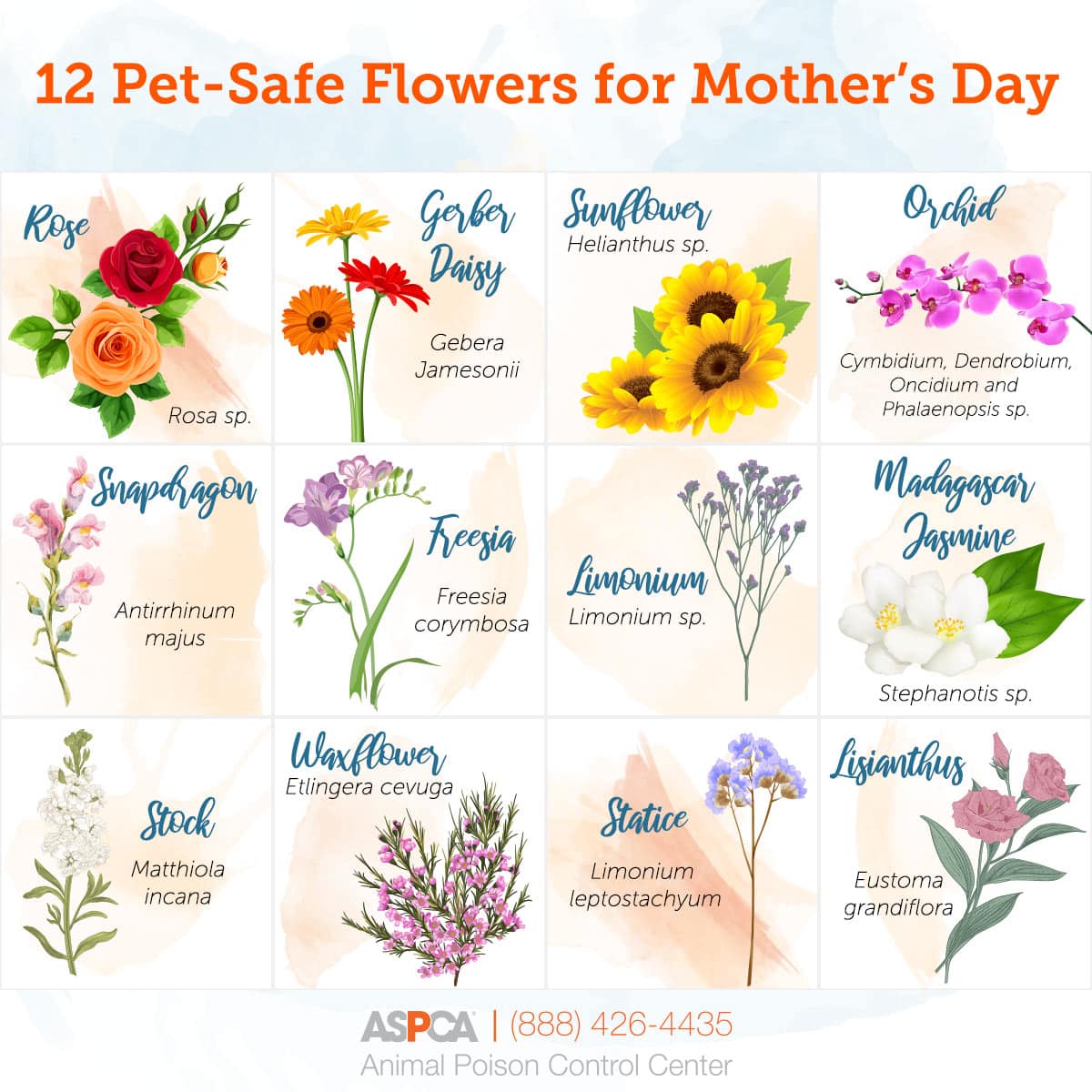 Mothers Day Bouquets: Whats Safe for Pets?