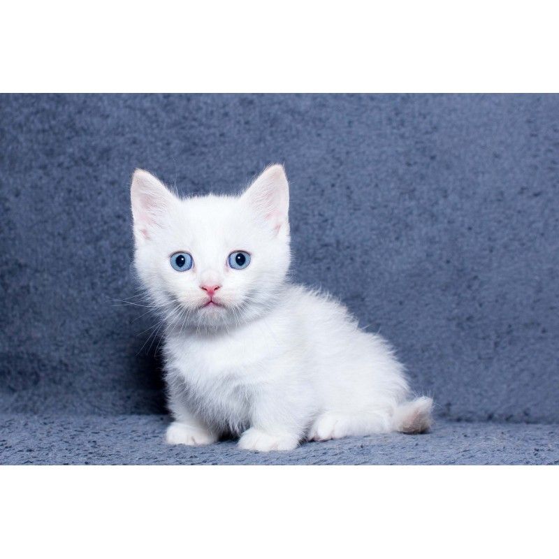 " Munchkin"  Cats For Sale