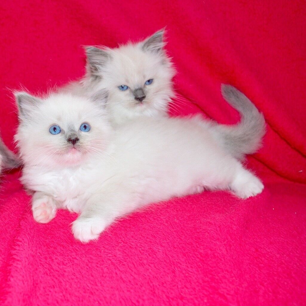 Pedigree Ragdoll Kittens For Sale