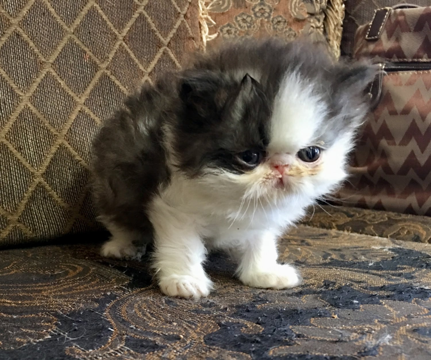 " Persian"  Cats For Sale
