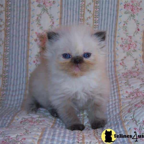 Persian Kitten for Sale: persian/himalayans for sale 11 Yrs and 11 Mths old