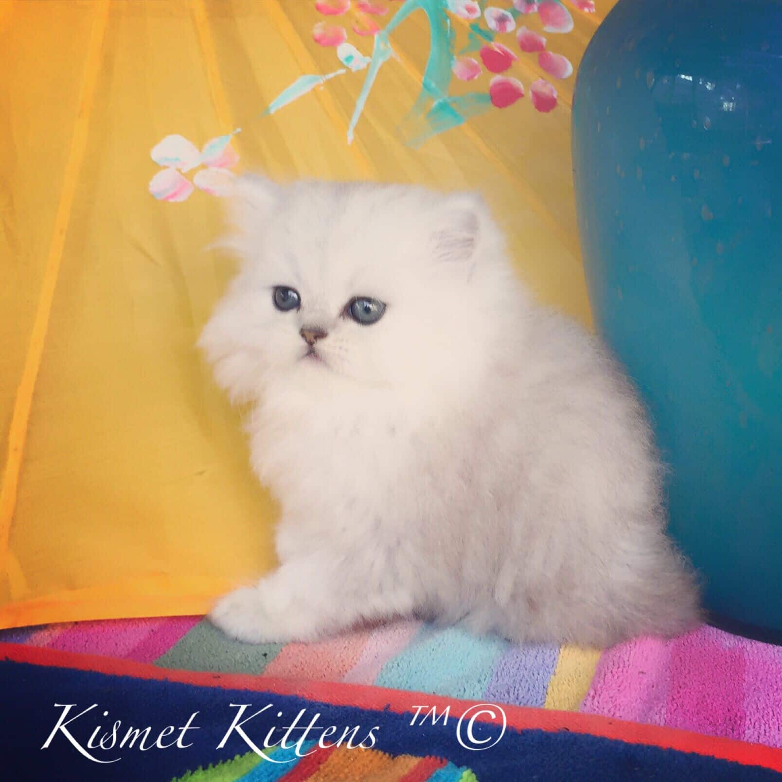 Persian Kittens For Sale Florida