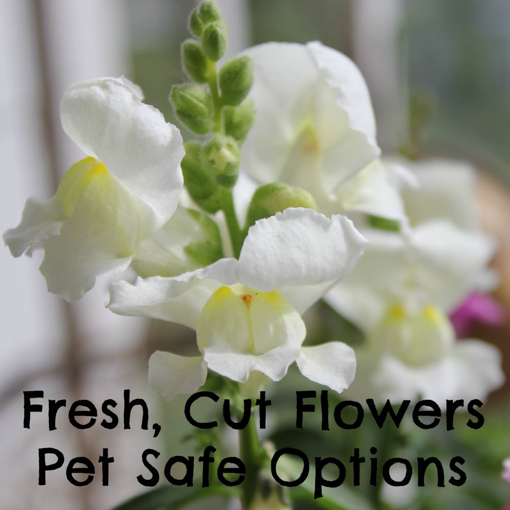 Pet Safe Fresh, Cut Flowers Options