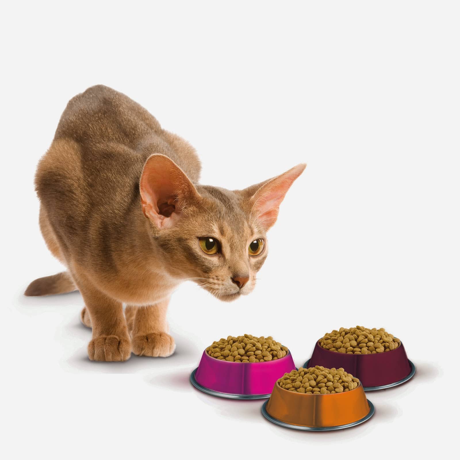 Pets N More: Should You " Free Feed"  Your Cat?