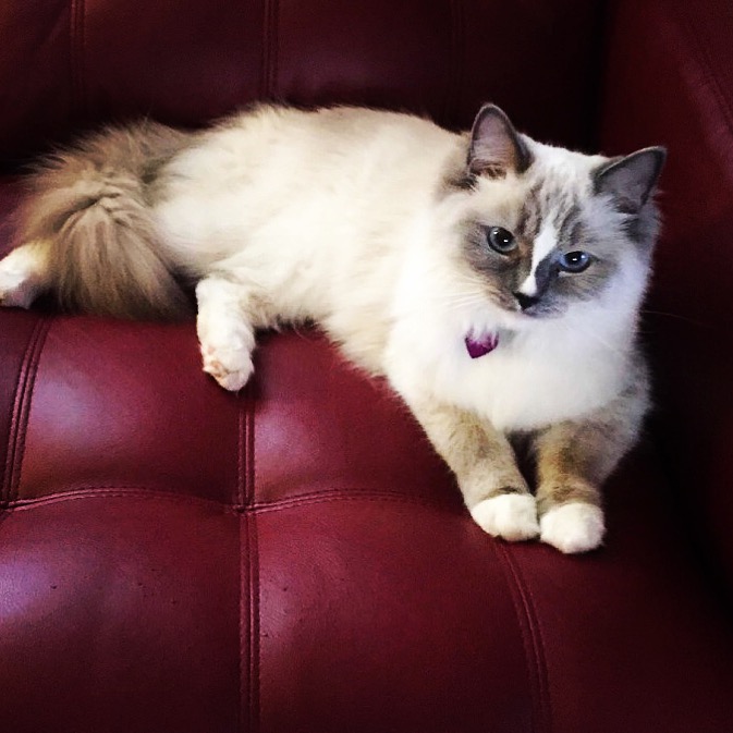 Ragdoll for Sale in New York
