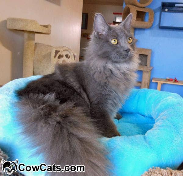Russian Blue Cat Adoption Arizona