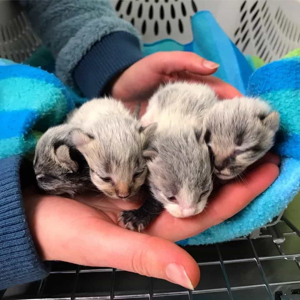 Shelter Cat Gets Help for Her Newborn Kittens When Someone Saves Them ...