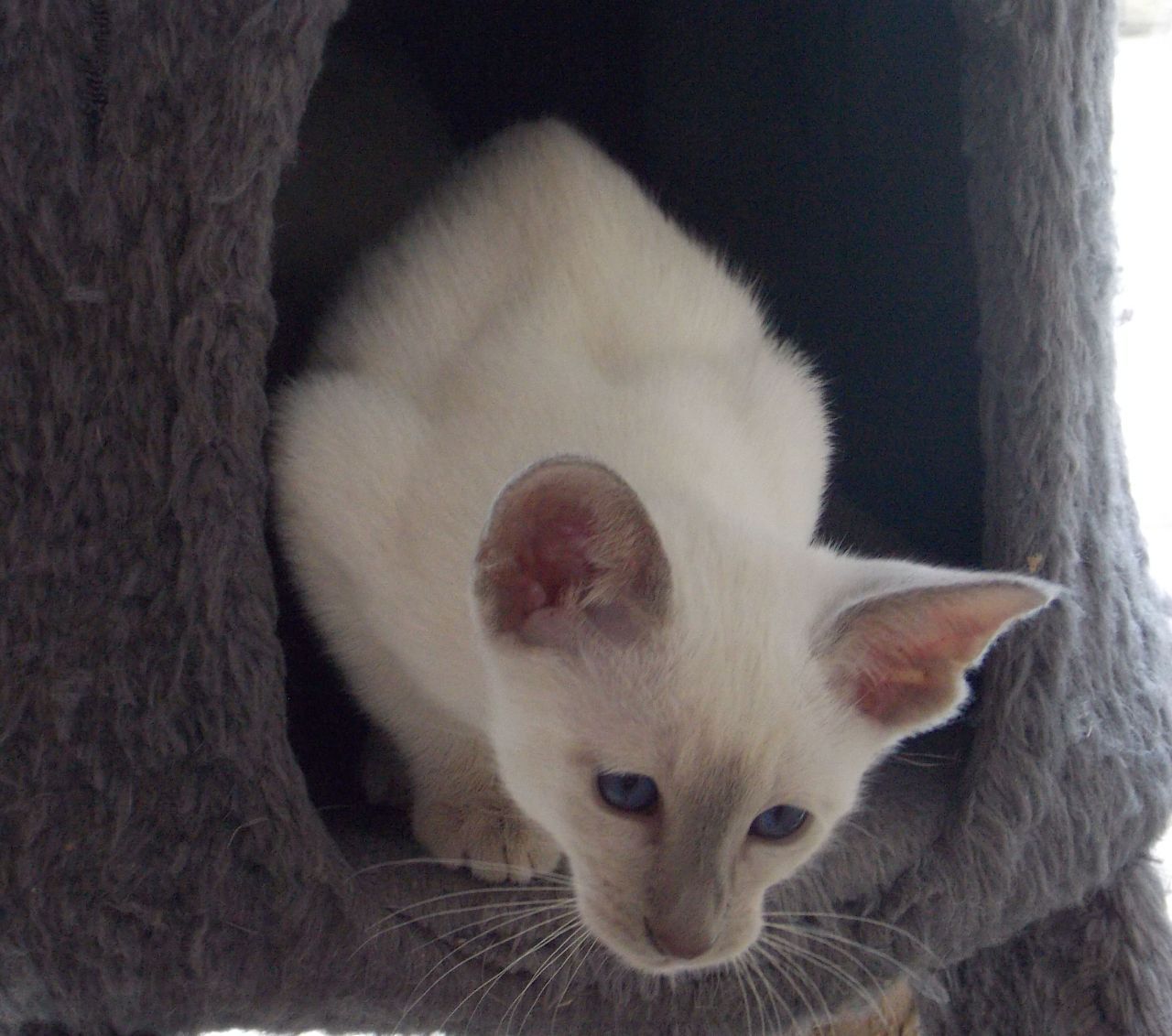 Siamese Cats and Kittens for sale