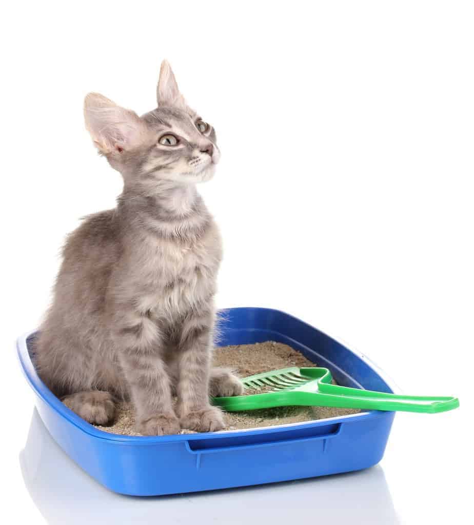 Solve Cats Potty Problems: Fix Hit or miss Litter