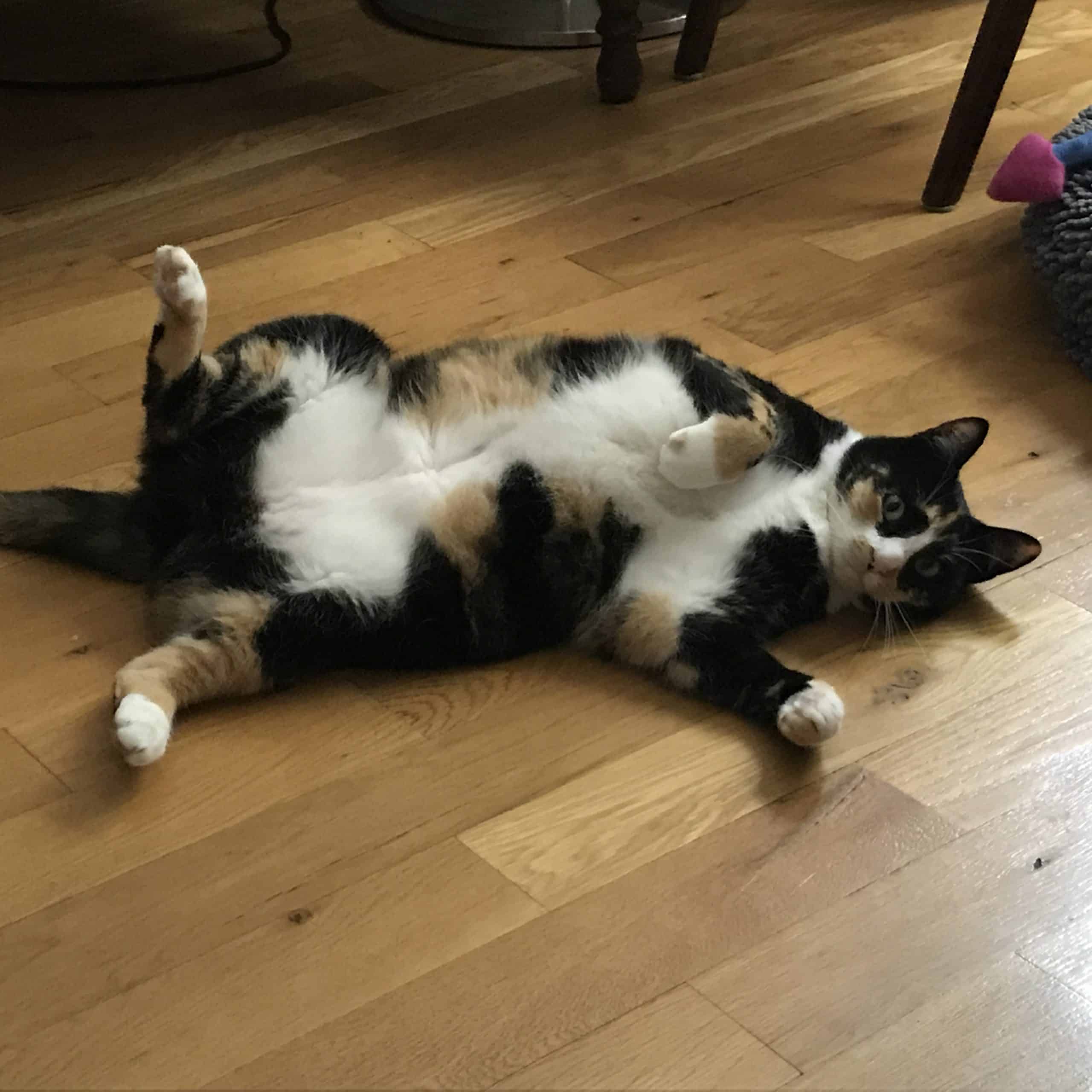 Stunning Female Calico Cat For Adoption in Connecticut