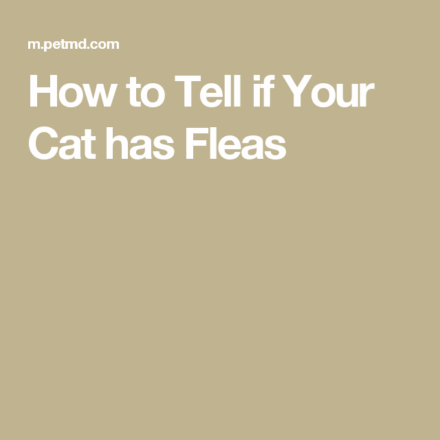 The Best How To Tell If Cat Has Fleas Ideas