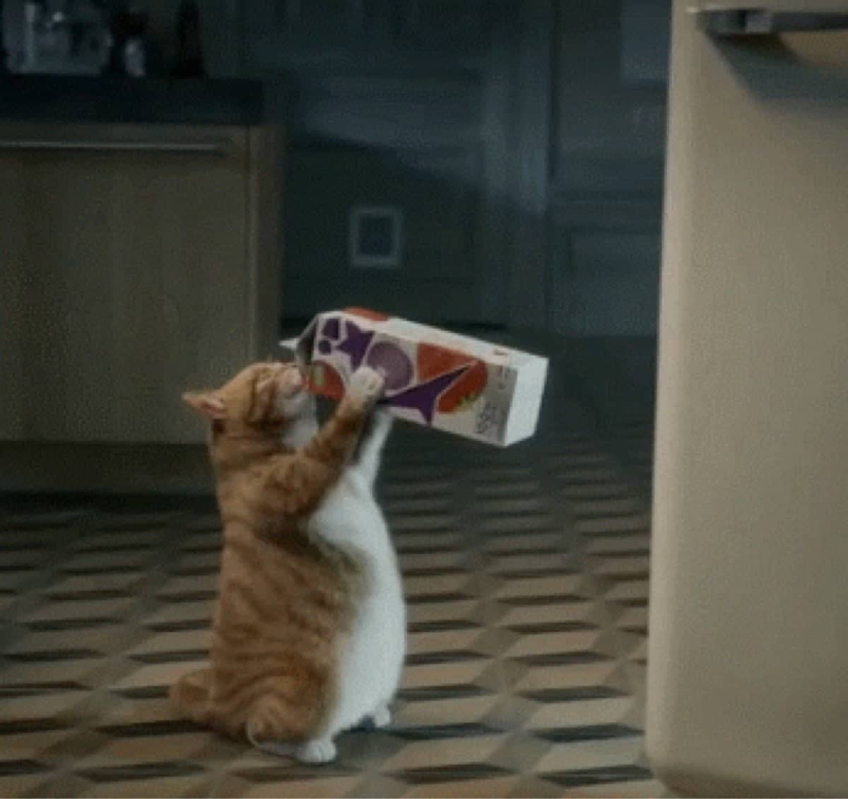 The best way to drink milk : cat