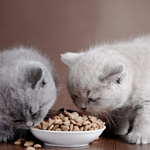 What cat food is best for a one
