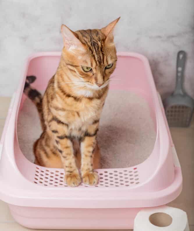 What To Do If Your Cat Steps in Poop &  Tracks Litter?