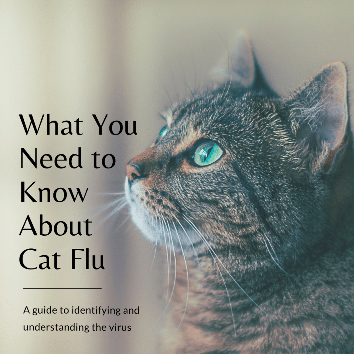 What You and Your Cat Need to Know About Cat Flu