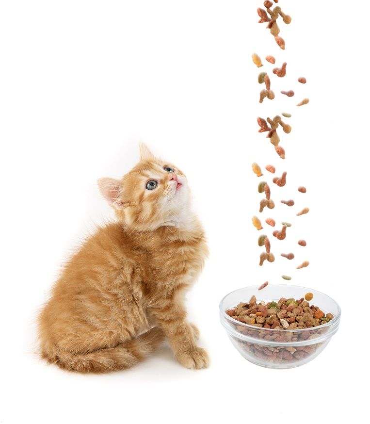 What You Need to Know about Feeding Kittens