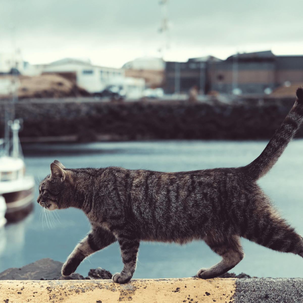 Why Do Cats Leave Home or Run Away and Not Come Back?
